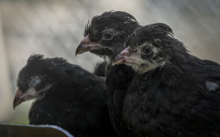 Welcoming the Araucana chickens to the coop