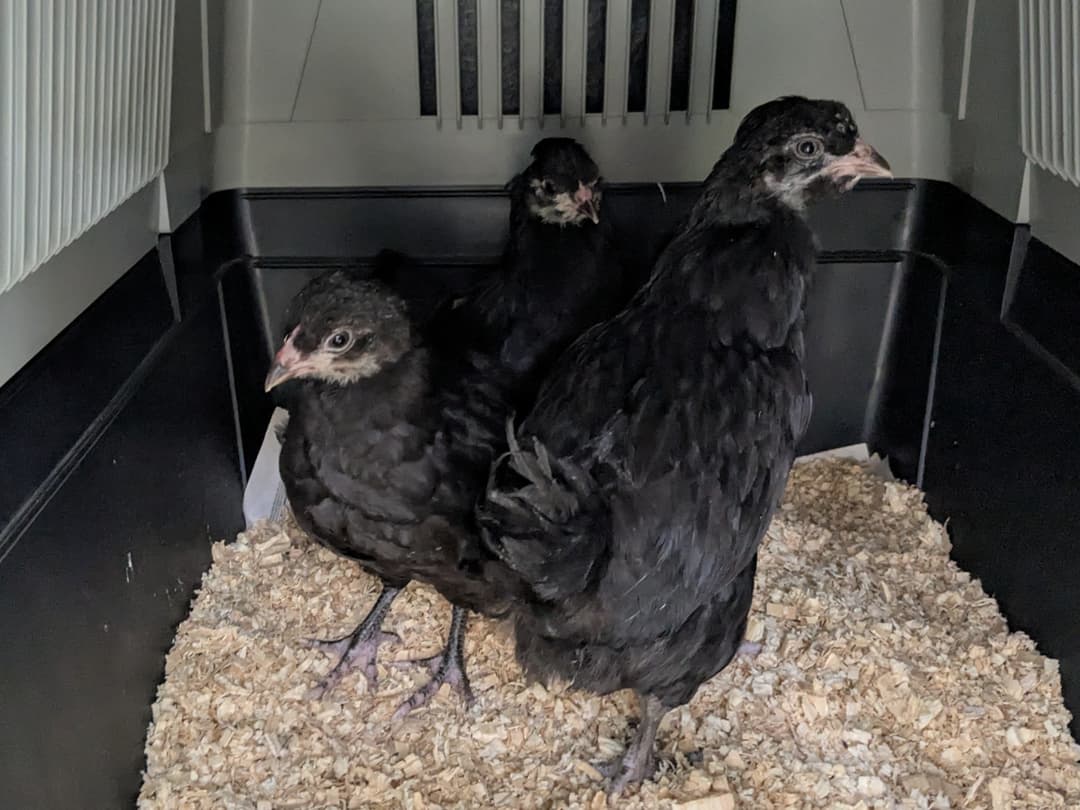 Our new Araucana chickens in their travel crate