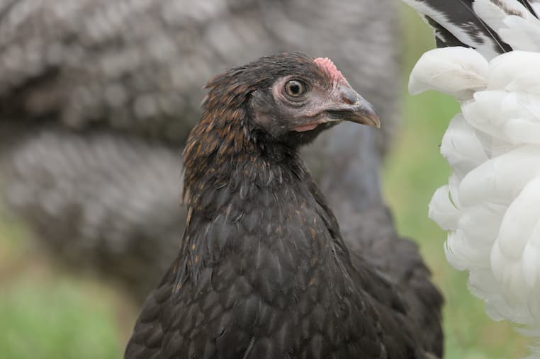 Black copper marans
