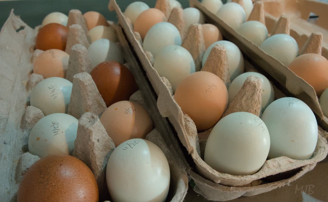 The current egg collection