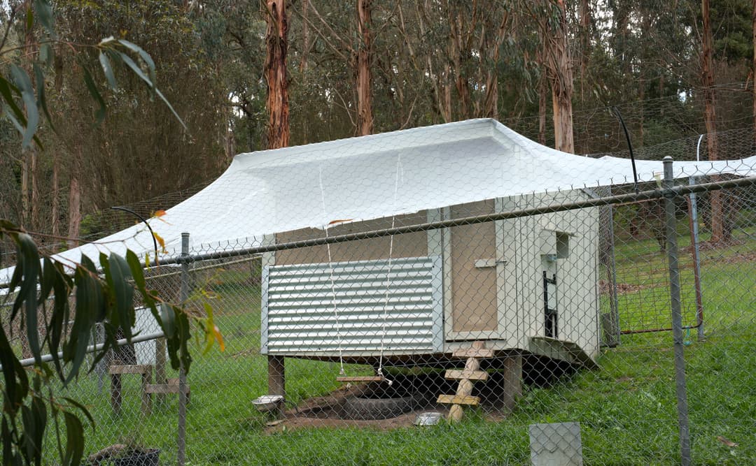 Upgraded defences protecting the chicken coop