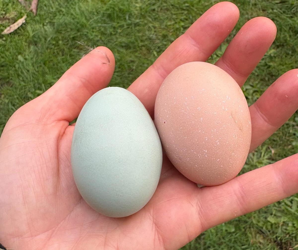 Nova lays lovely blue eggs