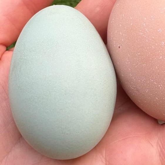 The First Layer: A Taste of What’s Ahead