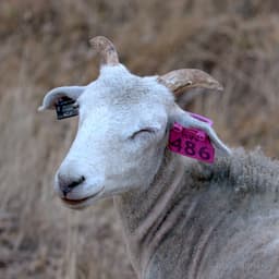 Sheep Proofing: The Infinite Fencing Project