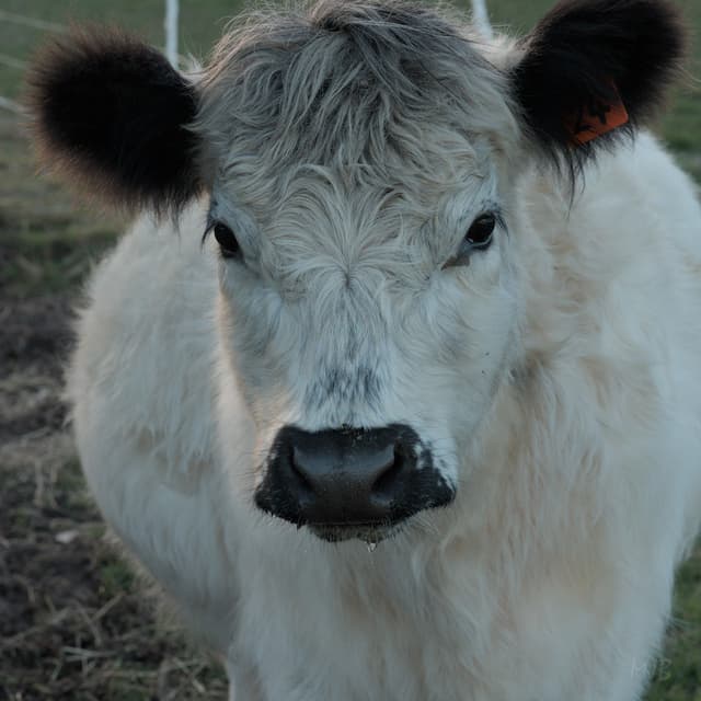 Parthenogenesis: More Than We Bargained For