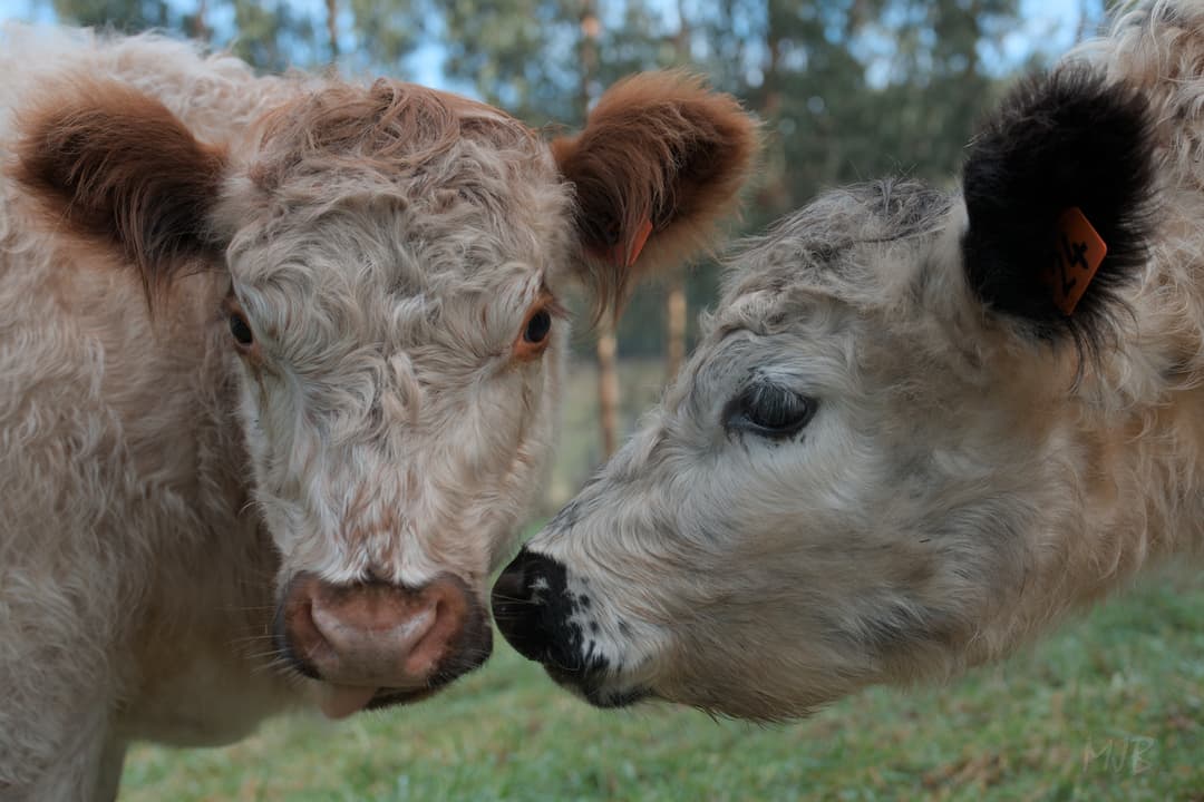 It was a difficult decision to separate her from her sister