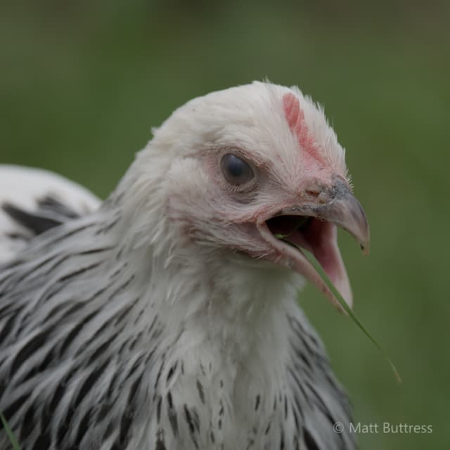 Our Feathered Family: Populating the coop