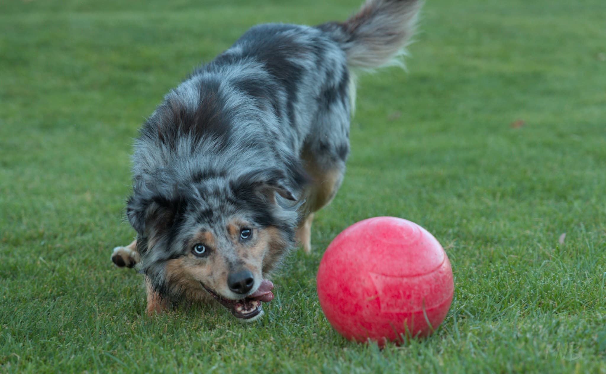 Stampa seems to love little else more than his ball