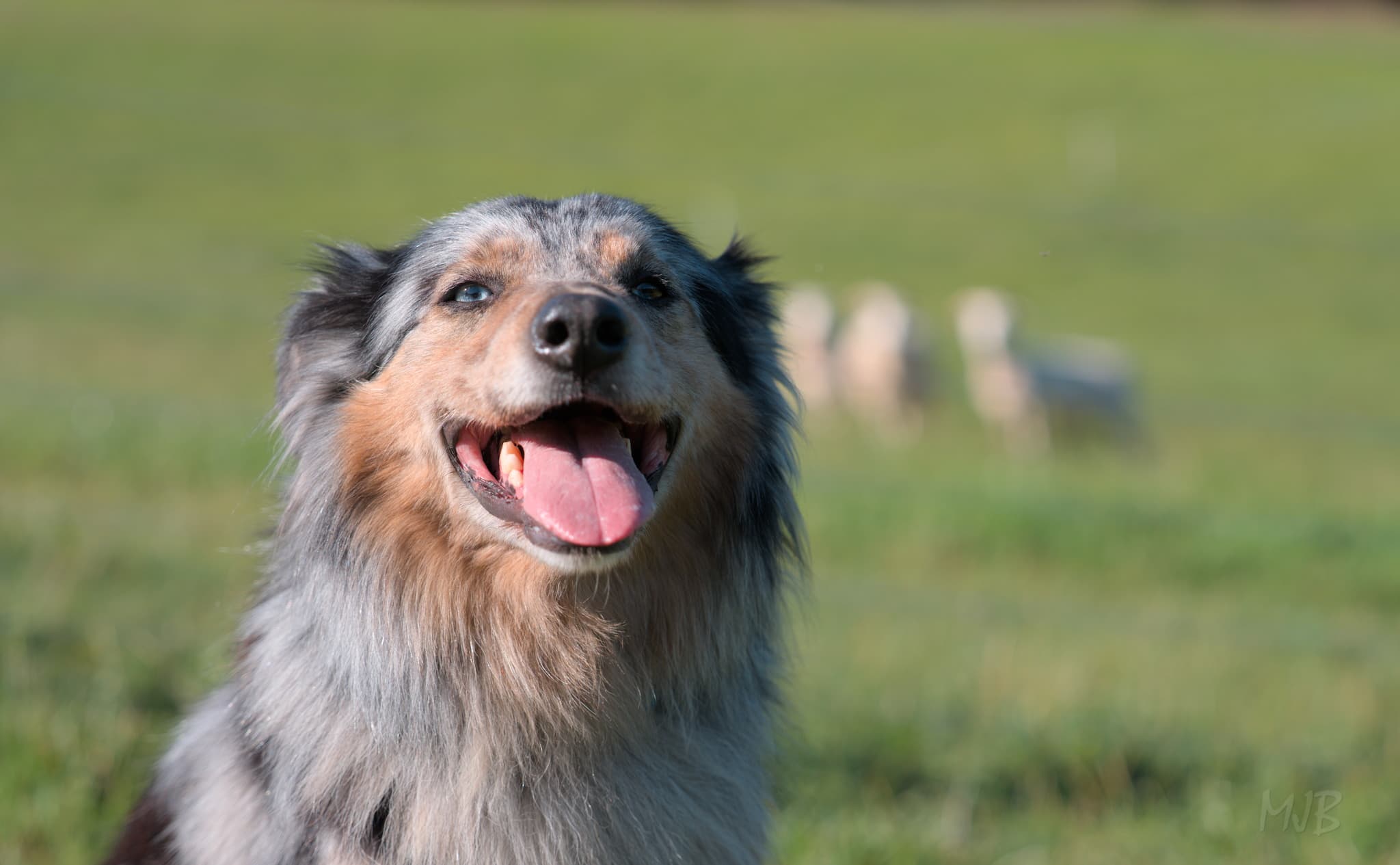 Welcoming Stampa, the Aussie Shepherd with so much love to give