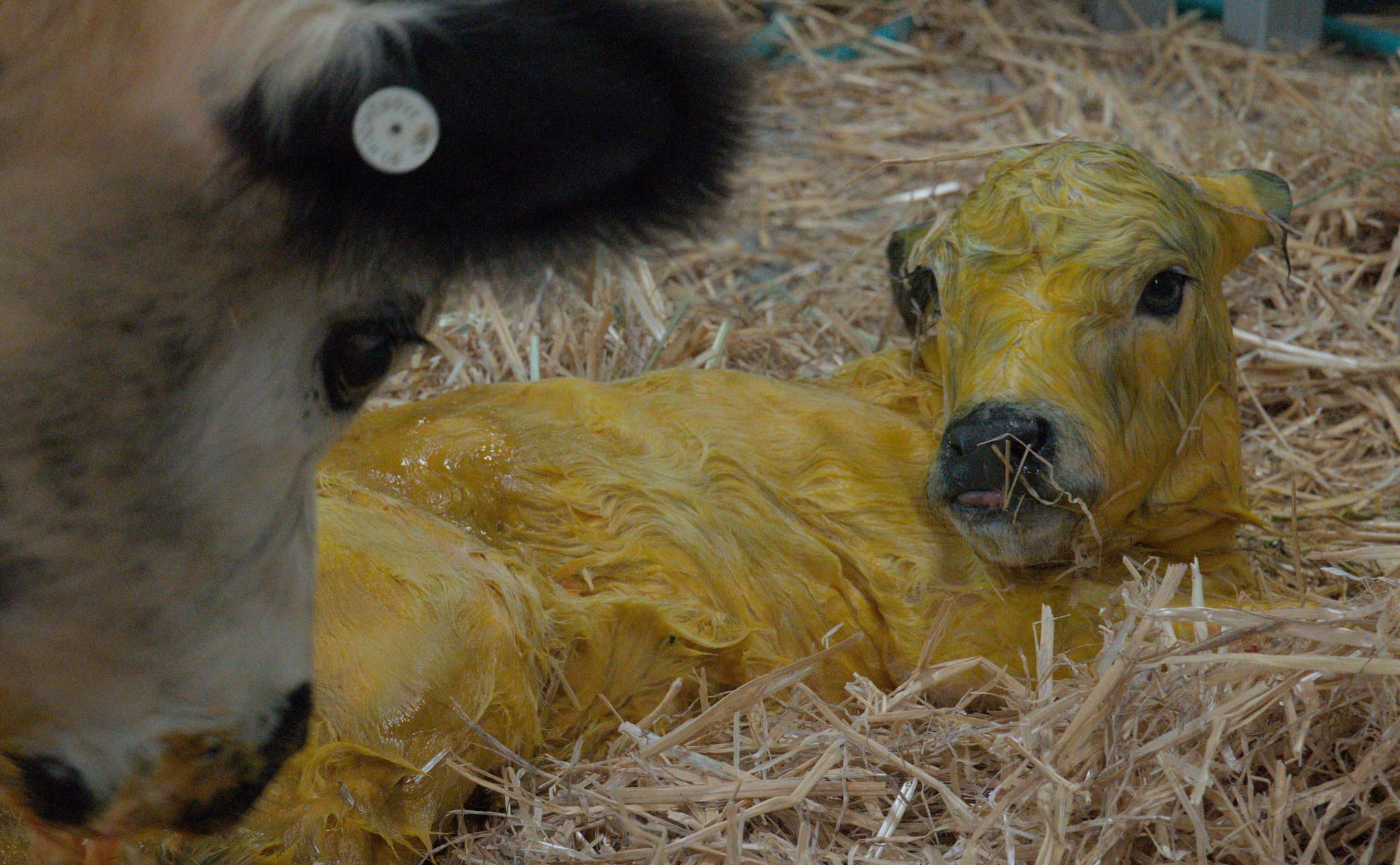 First job for mum is to clean up