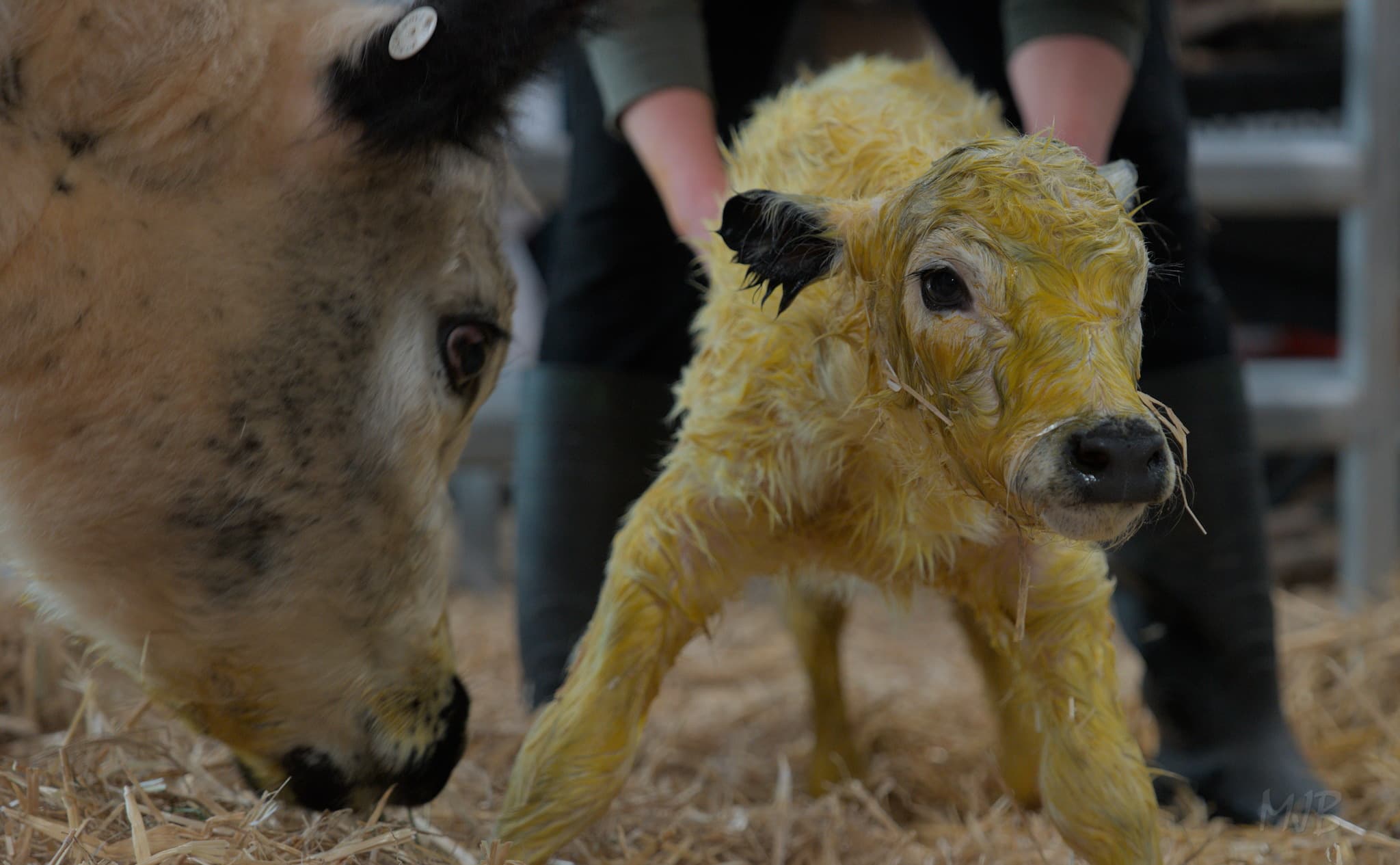The calf seemed to be getting weaker, and needed help staying upright