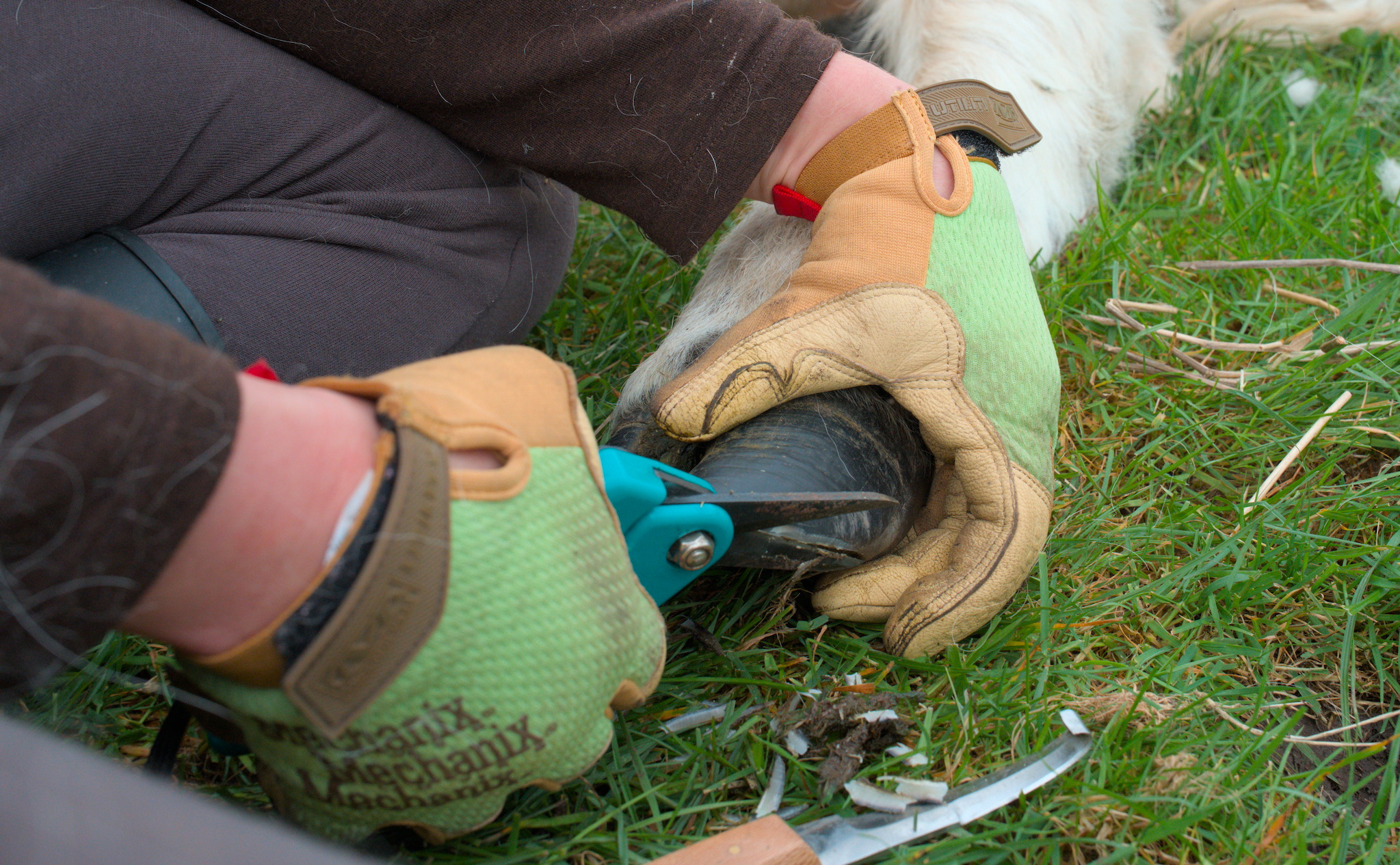 Every few months or so, all our ruminants need their hooves trimmed