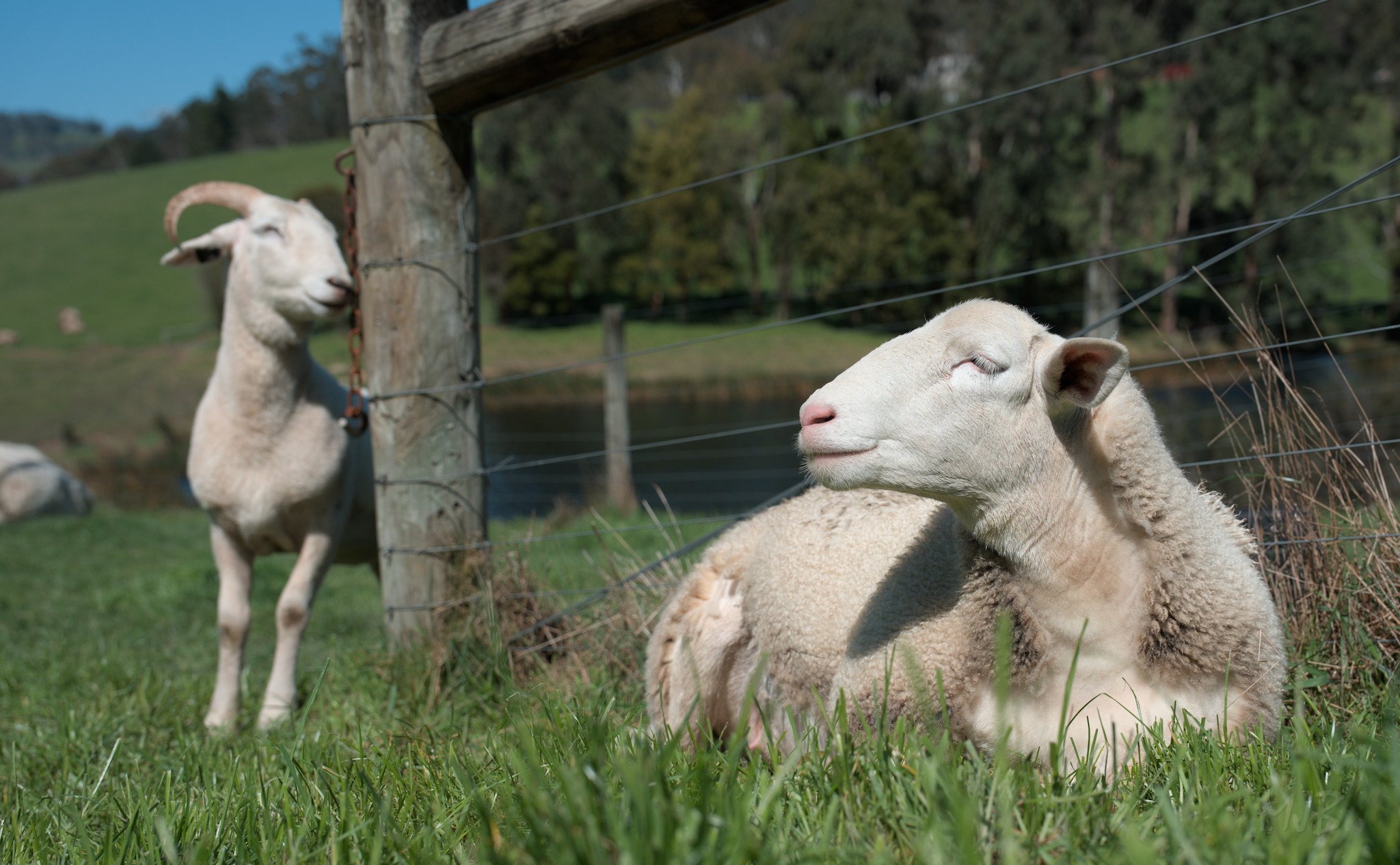 Holly and Moonshine are pleased that their turn is over, and are now enjoying the sunshine