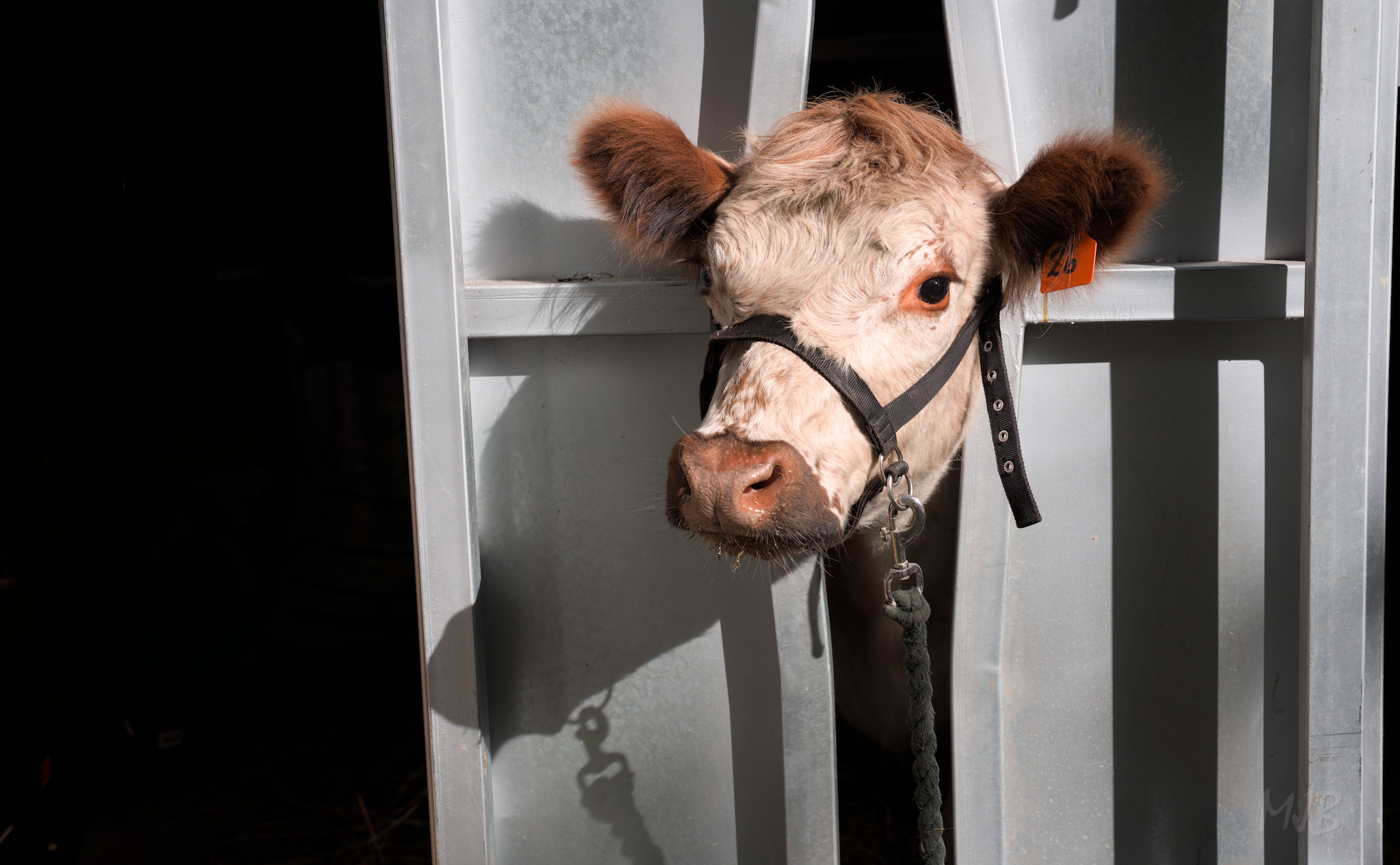 Toffee was not as easy to work with as Oreo, so we needed to put her in the crush to trim her hooves