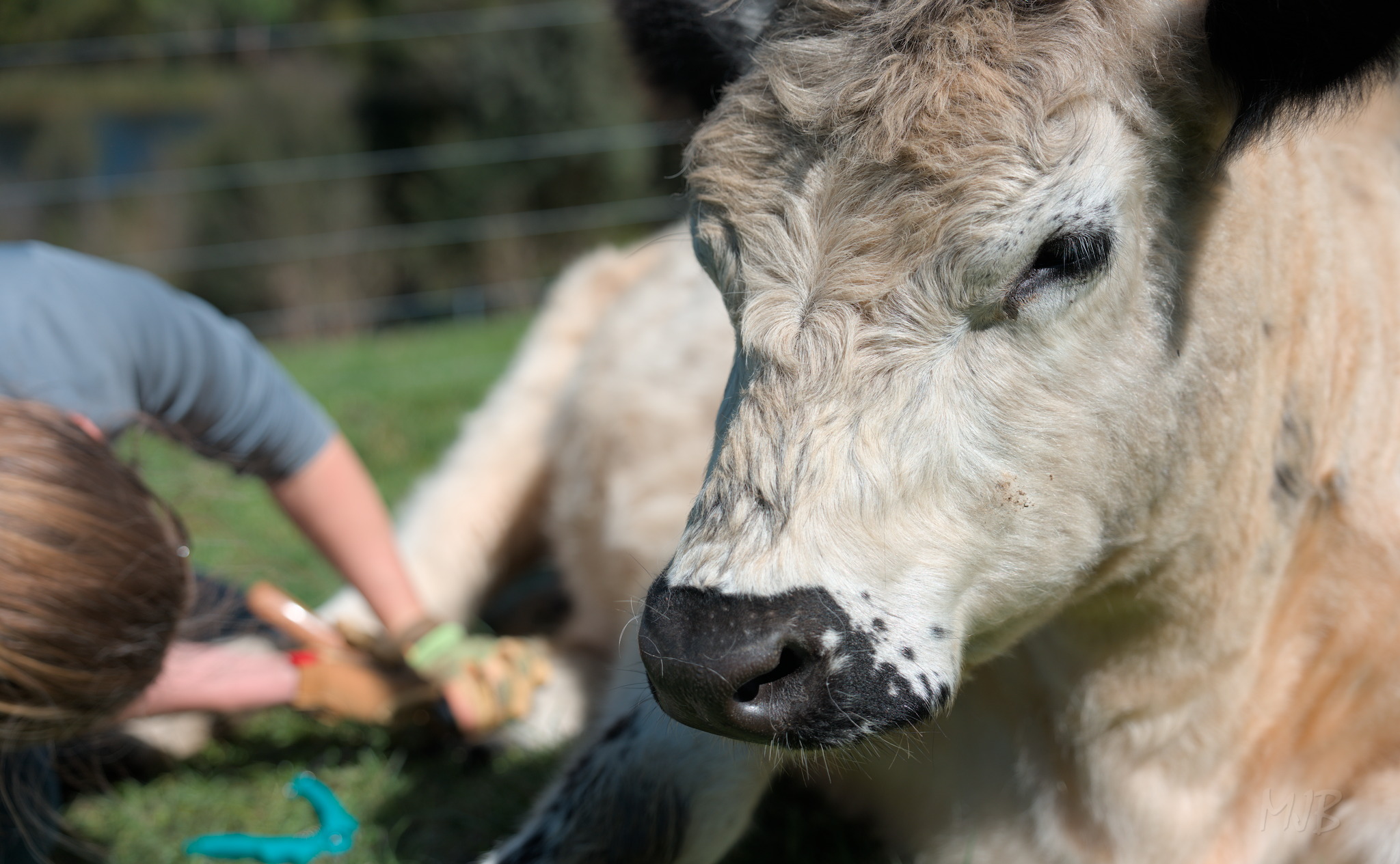 Hoof trimming is not always the easiest task, but Oreo is a superstar